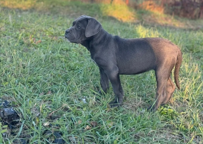 Blue cane corso yavrular